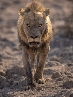 Lion in South Luangwa National Park, Zambia.