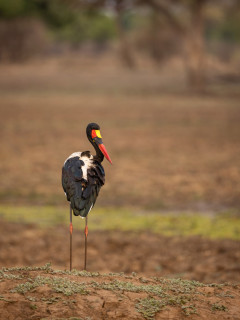 Saddle-billed stork in South Luangwa National Park, Zambia.