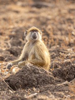 Yellow baboon in South Luangwa National Park, Zambia.