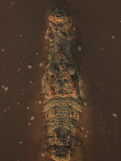 Nile crocodile in South Luangwa National Park, Zambia.