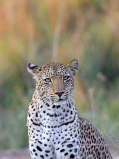 Leopard in Mana Pools