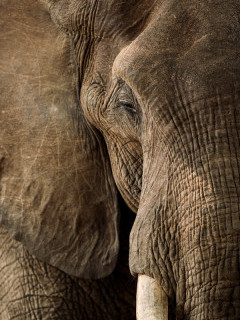 Close-up of an African elephant in Mana Pools National Park, Zimbabwe.
