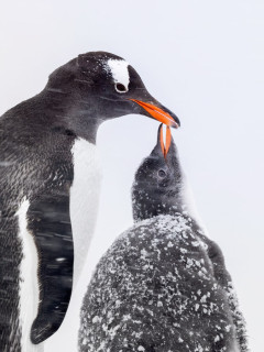 Gentoo penguin in Antarctica.