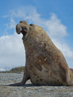 Southern elephant seal in Antarctica