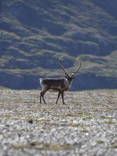Reindeer in Greenland