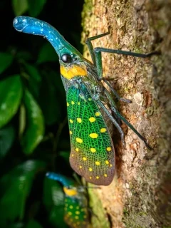 Adult lantern flies in Borneo.