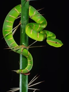 Keeled pit viper in Bako National Park, Borneo.