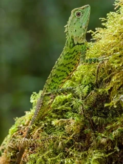 Green mountain agama in Kinabalu, Borneo.