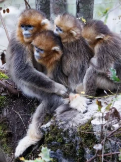 Golden snub-nosed monkey in Sichuan, China.