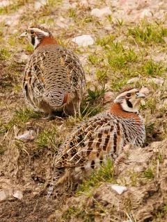 Tibetan partridge in Sichuan, China.
