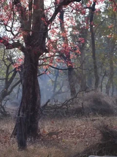 Dhole in Bori Wildlife Sanctuary, India.