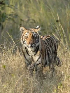 Tiger in Bori Wildlife Sanctuary, India.