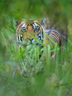 Portrait of a tiger in India.