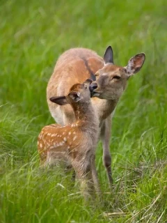 Ezo sika deer in Notsuke, Hokkaido, Japan.