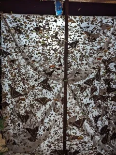 Insects found whilst moth trapping at Trus Madi Entomology Camp, Borneo