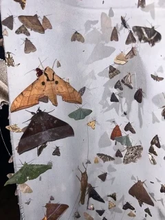 Insects found whilst moth trapping at Trus Madi Entomology Camp, Borneo