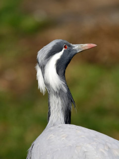 Demoiselle crane in Armenia