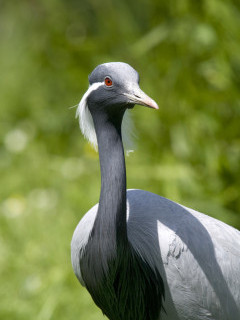 Demoiselle crane in Armenia