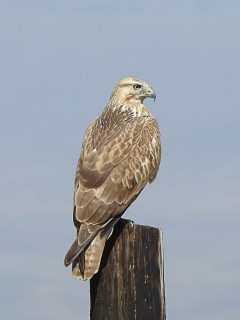 Long-legged buzzard in Armenia.
