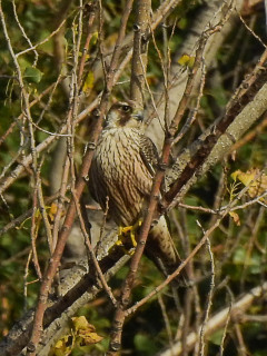 Peregrine falcon in Armenia.