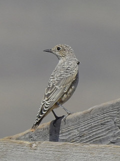 Rufous-tailed rock thrush in Armenia.