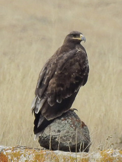 Steppe eagle in Armenia.
