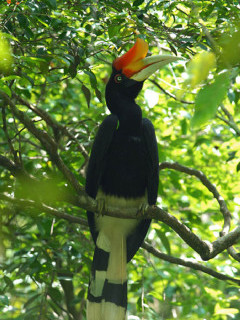 Rhinoceros hornbill in Danum Valley, Borneo