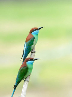 Blue-throated bee-eater in Danum Valley