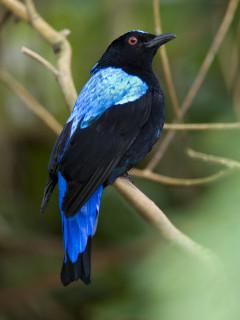 Asian fairy bluebird in Borneo.