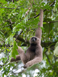 Bornean gibbon in Borneo.