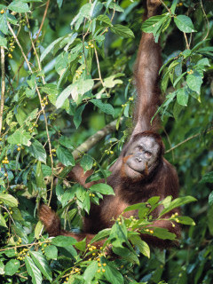 Orangutan in Borneo.