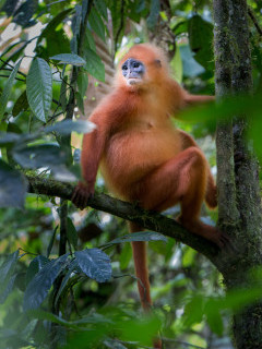 Red-leaf monkey in Borneo.