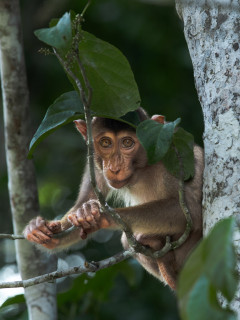 Pig-tailed macaque in Borneo.