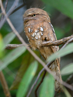 Sunda frogmouth in Borneo.