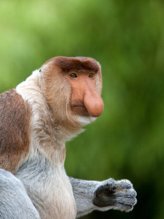 Proboscis monkey in Borneo