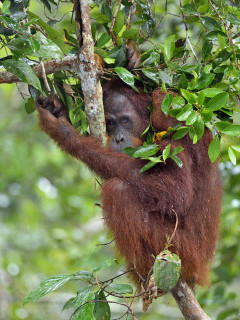 Orangutan in Borneo