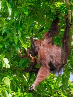 Orangutan in Borneo.