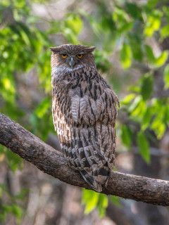 Brown fish eagle in India
