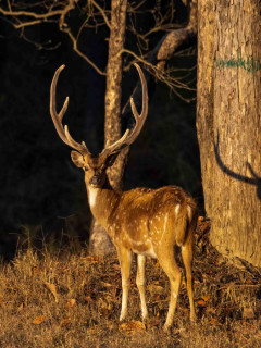 Chital in India.