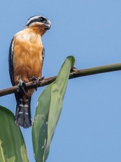 Collared falconet in Corbett National Park, India.