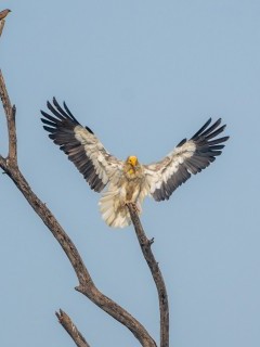 Egyptian vulture in Bharatpur, India.