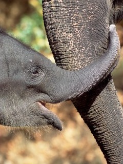 Asian elephant in Kanha National Park, India.