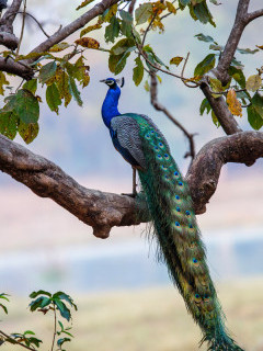 Indian peafowl in India
