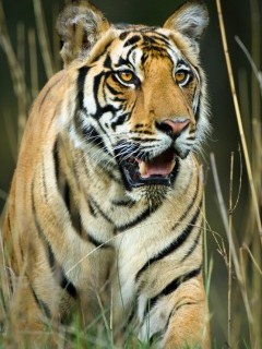 Tiger in Kanha National Park, India.