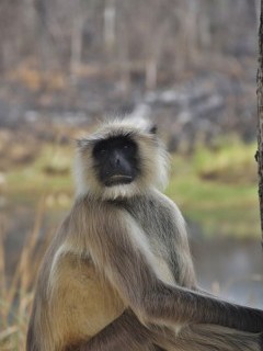 Grey langur in Satpura National Park.