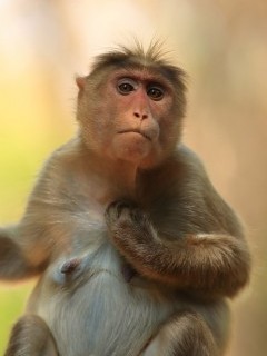 Bonnet macaque in Nagarhole National Park, India.