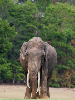 Asian elephant in Nagarhole National Park, India.