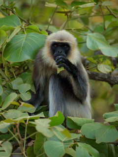 Grey langur in Nagarhole National Park, India.