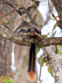 Malabar giant squirrel in Nagarhole National Park, India.