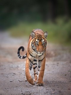 Tiger in Nagarhole National Park, India.